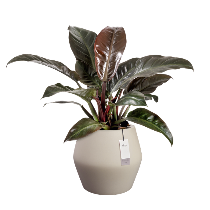 june split low 46cm balanced beige